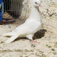 کبوتر سفید