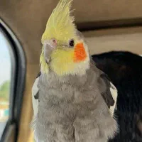 عروس هلندی گمشده