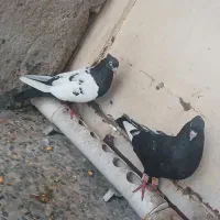 کبوترکفتر سینه ای دم|پرنده|اهواز, منبع اب|دیوار