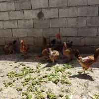 مرغ و خروس محلی کوردی اصیل