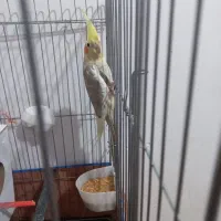 جفت عروس هلندی|پرنده|رفسنجان, |دیوار