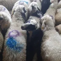 گوسفند زنده|خدمات پذیرایی، مراسم|تهران, طرشت|دیوار