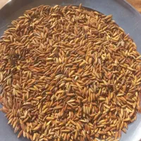 شلپ همون چلتک تیلکی