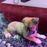 واگزاری|سگ|کرج, حسن آباد|دیوار