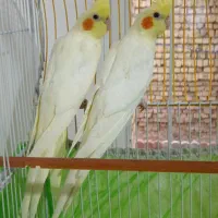 یک جفت عروس هلندی