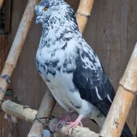 کبوتر پلنگ زغالی