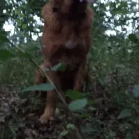 فروش سگ نگهبان و گله ای|سگ|لاهیجان, آهندان|دیوار