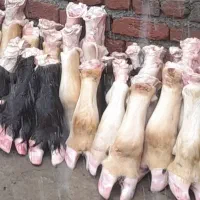 آلایش دامی|خوردنی و آشامیدنی|نقده, |دیوار