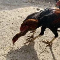 مرغوخروس لاری|حیوانات مزرعه|تبریز, |دیوار