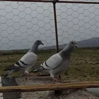 جوجه شامی موریس دلبر