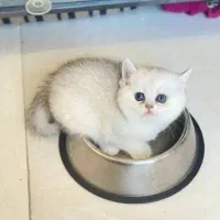 بچه گربه کیوت میوت