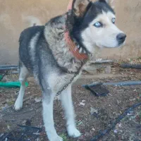 سگ هاسکی|سگ|فیروزآباد (فارس), |دیوار