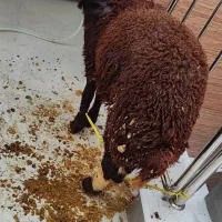 قصاب سیار مجرب ذبح بره و بی استخوان