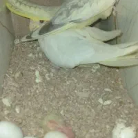 جفت عروس به شرط