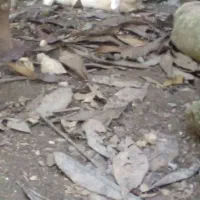 دوعدد خرگوش