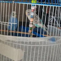 یک جفت مرغ عشق مولدهمراه با قفس|پرنده|رباط‌کریم, نصیرشهر|دیوار