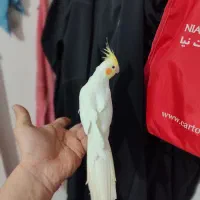 عروس هلندی نر دستی سخنگو معاوضه با قناری سرخ|پرنده|خرمآباد, |دیوار