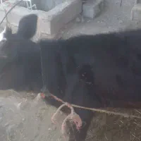 گاو گوساله ماده|حیوانات مزرعه|میناب, |دیوار