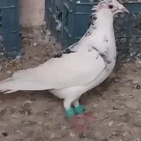 پلنگ گرفتنی نر وسارنر