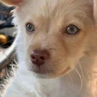 واگذاری اشپیتز ‌پامر