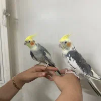 عروس هلندی جفت صحیح و سالم|پرنده|تهران, کیانشهر|دیوار