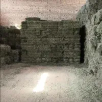 خریدار یونجه پرس خشک خالص|خدمات باغبانی و درختکاری|چالدران, |دیوار