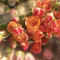 پخش گل از گلخانه(پخش گل سید)|گل و گیاه طبیعی|ری, بازار گل خاوران|دیوار