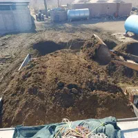 کودگوسفند|خدمات باغبانی و درختکاری|کرمان, |دیوار