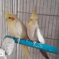 عروس هلندی|پرنده|آران و بیدگل, |دیوار