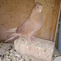 کفتر زرد کاکولی نر