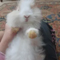 خرگوش از نژاد لوپ|موش و خرگوش|اهواز, کوی ملی راه|دیوار