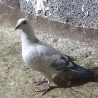 کبوتر پرش|پرنده|نیشابور, فرح بخش|دیوار