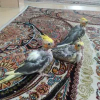 جوجه عروس هلندی