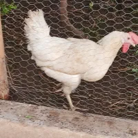 مرغ تخم گذار سالم وسرحال