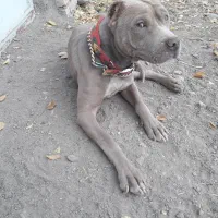 سگ پیتبول نر