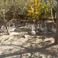 غاز وبوقلمون مرغ وقوغاز|حیوانات مزرعه|گلپایگان, |دیوار