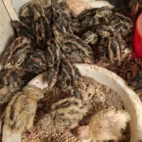 فروش جوجه بلدرچین