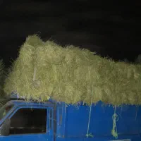 بیده یونجه سبز فروشی