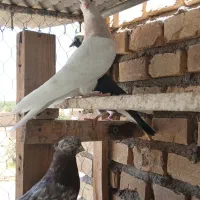 فروش فنچ باِلغ
