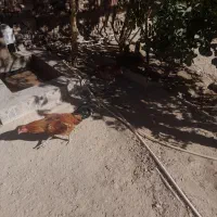 مرغ|حیوانات مزرعه|خاش, |دیوار