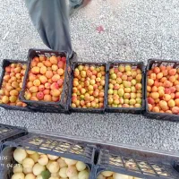 زردالو