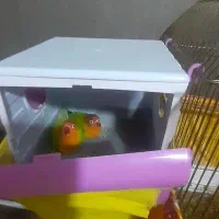 کوتوله برزیلی باهمه ی وسایل هاش|پرنده|ماهدشت, |دیوار