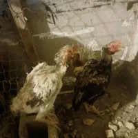 ۳عدد مرغ ویک خروس لاری