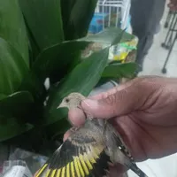 جوجه سهره|پرنده|کرمان, |دیوار