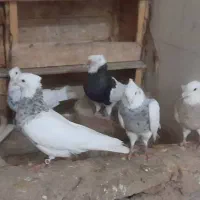 ۱۵ عدد طوقی بی نقص|پرنده|امیدیه, |دیوار