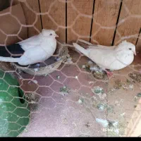 کفتر جفت دم سیاه نر ماده مهر استثنایی