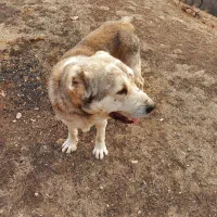 فروشی|سگ|لواسان, |دیوار