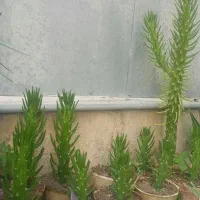 کاکتوس|گل و گیاه طبیعی|شیراز, کوی آزادگان|دیوار