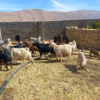 بزداشتی جوان وکهره نروماده برای قصابی|حیوانات مزرعه|ارژن, |دیوار