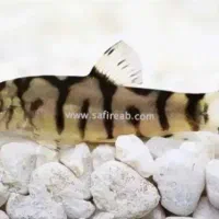 لوچ پاکستانی